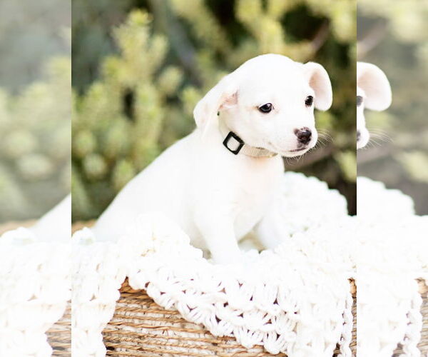 Medium Photo #1 Dachshund Puppy For Sale in Corona, CA, USA