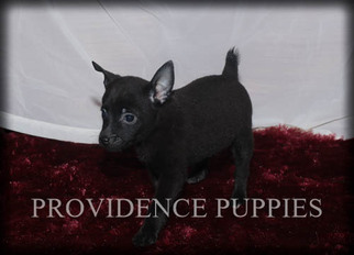 Fox Terrier (Toy)-Schipperke Mix Puppy for sale in WAYLAND, IA, USA