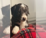 Small Photo #3 Aussiedoodle Miniature  Puppy For Sale in MENIFEE, CA, USA