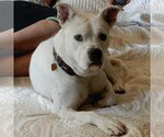 Small Photo #73 Bullboxer Pit Puppy For Sale in Los Angeles, CA, USA