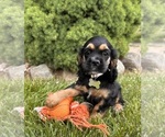 Small #3 Cocker Spaniel