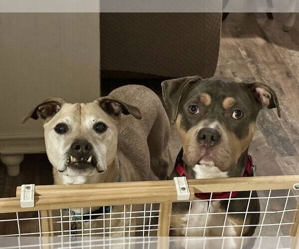 Medium Photo #4 American Pit Bull Terrier Puppy For Sale in Caldwell, NJ, USA