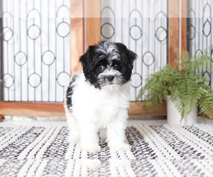Havanese Puppy for sale in NAPLES, FL, USA