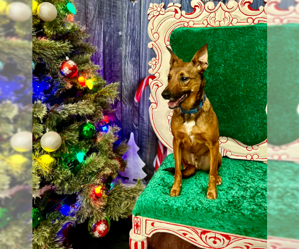 Medium Photo #6 German Shepherd Dog-Unknown Mix Puppy For Sale in Brooklyn Center, MN, USA