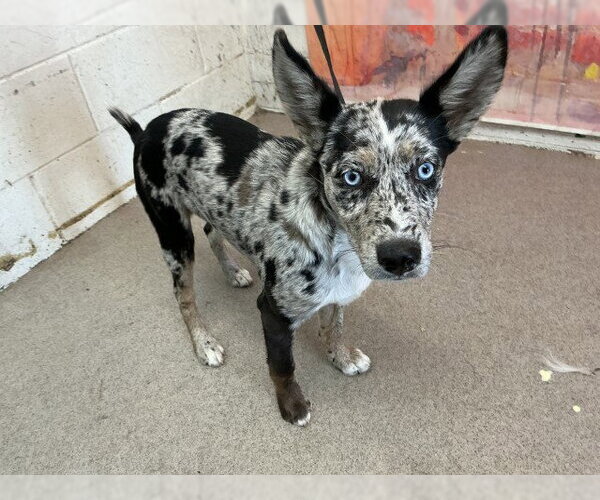 Medium Photo #1 Mutt Puppy For Sale in San Bernardino, CA, USA