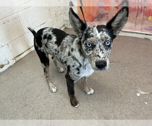 Mutt Dogs for adoption in San Bernardino, CA, USA
