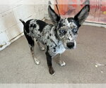 Small Mutt