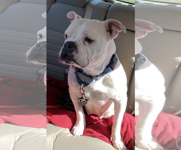 Medium Photo #2 Bulldog-Unknown Mix Puppy For Sale in Cuyahoga Falls , OH, USA