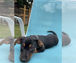 Dachshund-Jack Russell Terrier Mix Puppy for sale in BOYNTON BEACH, FL, USA
