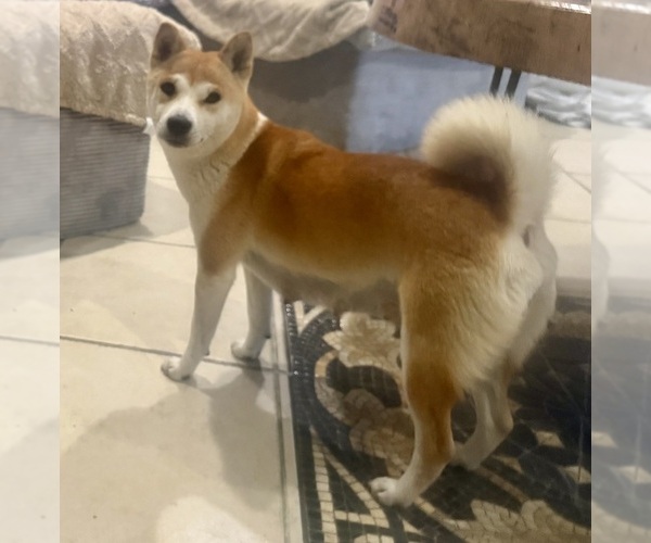 Medium Photo #1 Shiba Inu Puppy For Sale in CHULA VISTA, CA, USA