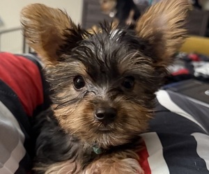 Yorkshire Terrier Puppy for Sale in KATY, Texas USA