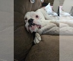 Small Photo #30 Boxer Puppy For Sale in LAUREL, DE, USA
