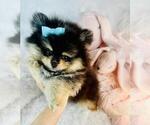 Small #18 Pomeranian