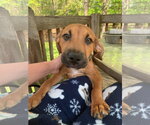 Small #7 Mutt