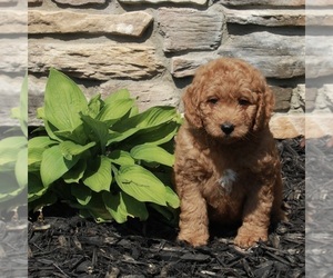 Goldendoodle (Miniature) Puppy for sale in FREDERICKSBURG, OH, USA