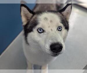 Medium Siberian Husky