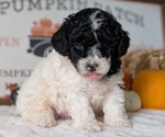 Small #16 Poodle (Miniature)