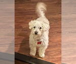 Small #1 Mutt