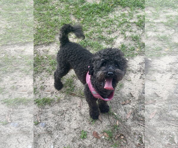 Medium Photo #2 Poodle (Miniature) Puppy For Sale in Eastman, GA, USA