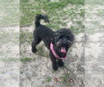 Small #1 Poodle (Miniature)