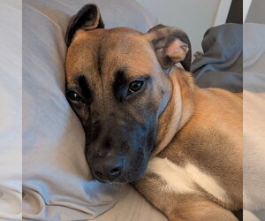 Montreal - Female Mutt Dog for Adoption - Photo #2