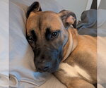 Small Photo #2 Mutt Puppy For Sale in Fargo, ND, USA