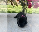 Small #2 Labrador Retriever