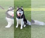 Luna Moon *Coming Soon* - Female Siberian Husky Dog for Adoption - Small photo