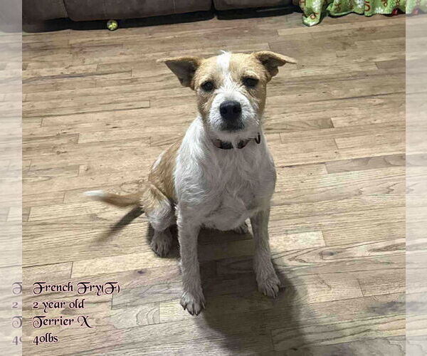 Medium Photo #2 Mutt Puppy For Sale in pomfret, CT, USA