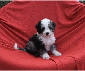 Bernedoodle (Miniature) Puppy for sale in SUGARCREEK, OH, USA