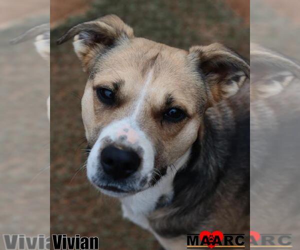 Medium Photo #8 Black Mouth Cur-Unknown Mix Puppy For Sale in Maryville, TN, USA