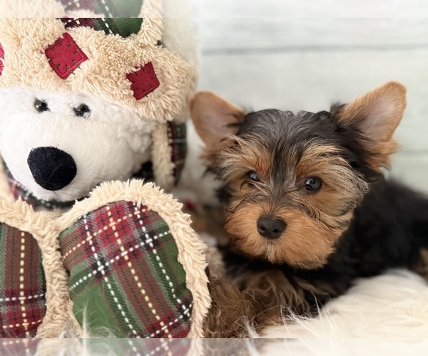 Medium Photo #1 Yorkshire Terrier Puppy For Sale in WILLISTON, SC, USA