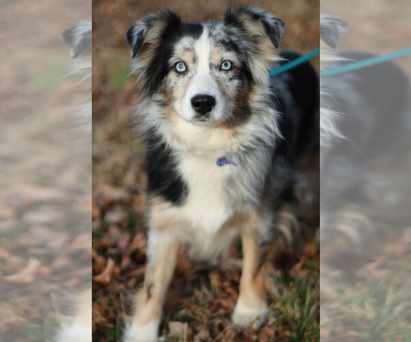 Medium Photo #4 Australian Shepherd Puppy For Sale in Cookeville, TN, USA