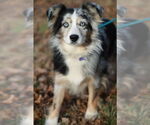Small #3 Australian Shepherd