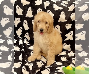 Goldendoodle Puppy for sale in CLARKSVILLE, TN, USA