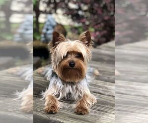 Yorkshire Terrier Puppy for sale in WEST MONROE, LA, USA