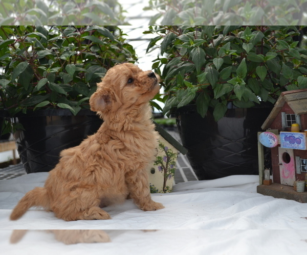 Medium Photo #3 Cavapoo (Miniature)-Poodle (Toy) Mix Puppy For Sale in GREENWOOD, WI, USA