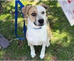Small #1 Mutt