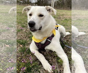 Mutt Dogs for adoption in Crandall, GA, USA