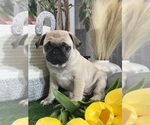 Small #4 Pug
