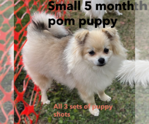 Pomeranian Puppy for sale in LISLE, IL, USA