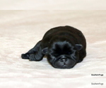 Small #3 Pug