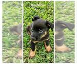 Small #2 Labrador Retriever Mix