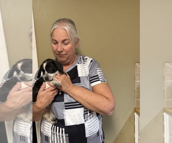 Medium Photo #18 Schweenie Puppy For Sale in DOTHAN, AL, USA