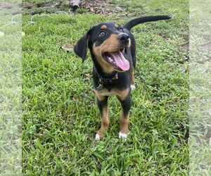 Doberman Pinscher-Unknown Mix Dogs for adoption in Princeton, MN, USA