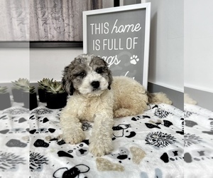Goldendoodle (Miniature) Puppy for sale in FRANKLIN, IN, USA