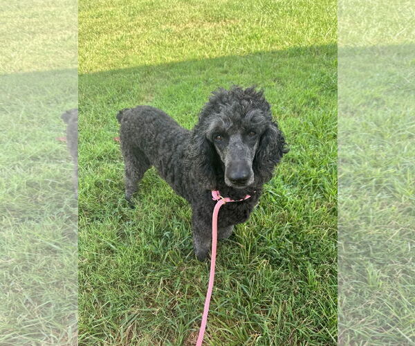 Medium Photo #5 Poodle (Standard) Puppy For Sale in Pacolet, SC, USA