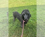Small #4 Poodle (Standard)