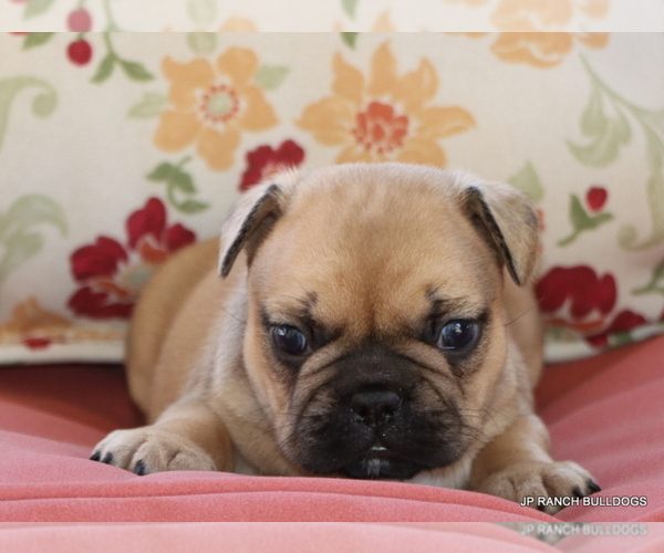 Medium Photo #8 French Bulldog Puppy For Sale in WINNSBORO, TX, USA