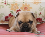 Small #7 French Bulldog